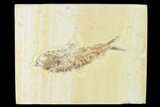 Bargain, Fossil Fish (Knightia) - Wyoming #149824-1